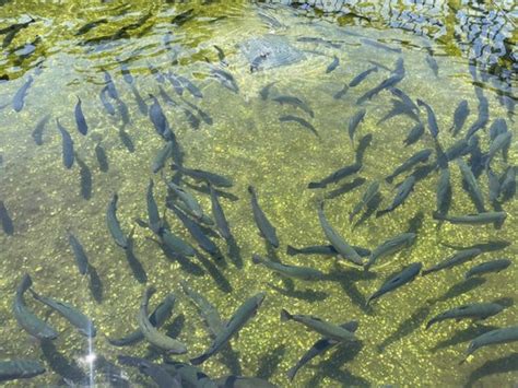 Cold Spring Harbor Fish Hatchery Updated January 2025 103 Photos