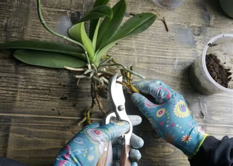 Orchideen schneiden Wie und wann Sie Blüten Triebe Blätter und