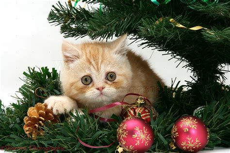 Ginger Kitten Playing With A Christmas Tree Photo Wp