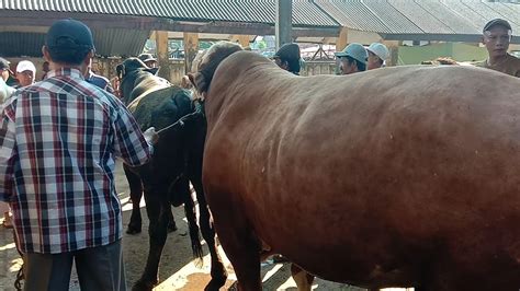 Di Patok Harga Tinggi Sapi Simental Jumbo Ganteng Deal Sampai Siang