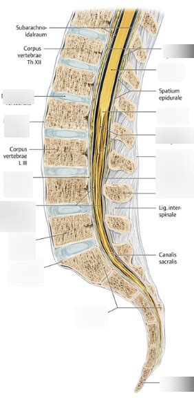 Schaubild Schnittbildanatomie Der Lendenwirbels Ule Quizlet