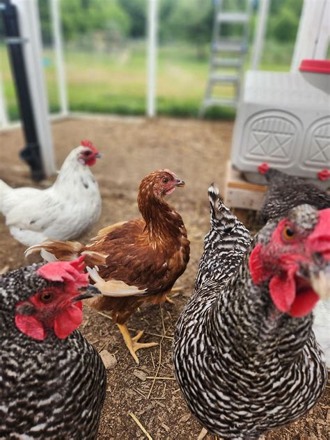 Golden Comet Chicken Breed The Ultimate Guide