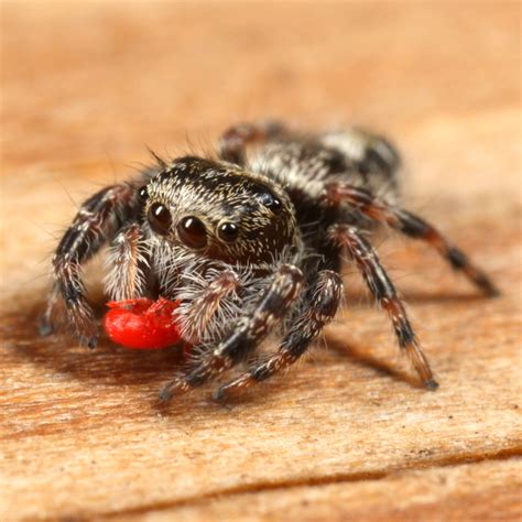 Spider Eating Insect