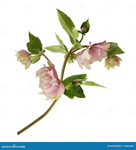 Pink Fluffy Helleborus Flowers and Leaves Isolated Stock Image - Image ...