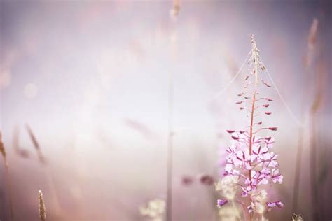 60 Fireweed Flowers Silhouette Stock Photos Pictures And Royalty Free