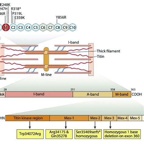 Sarcomere Structure Containing Sarcomeric Proteins Responsible For