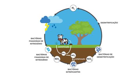 Ciclo Do Nitrog Nio Realize Tutoria Educacional