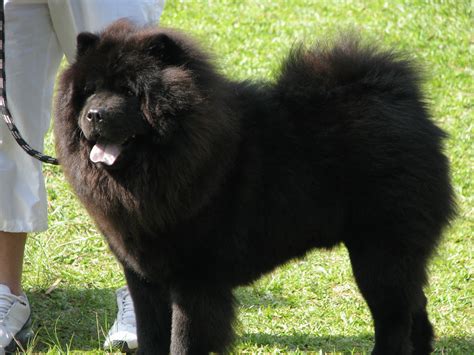 Dog - Chao Chao | Alvaro Louzada | Flickr
