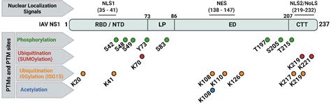 Frontiers Antiviral Responses Versus Virus Induced Cellular Shutoff