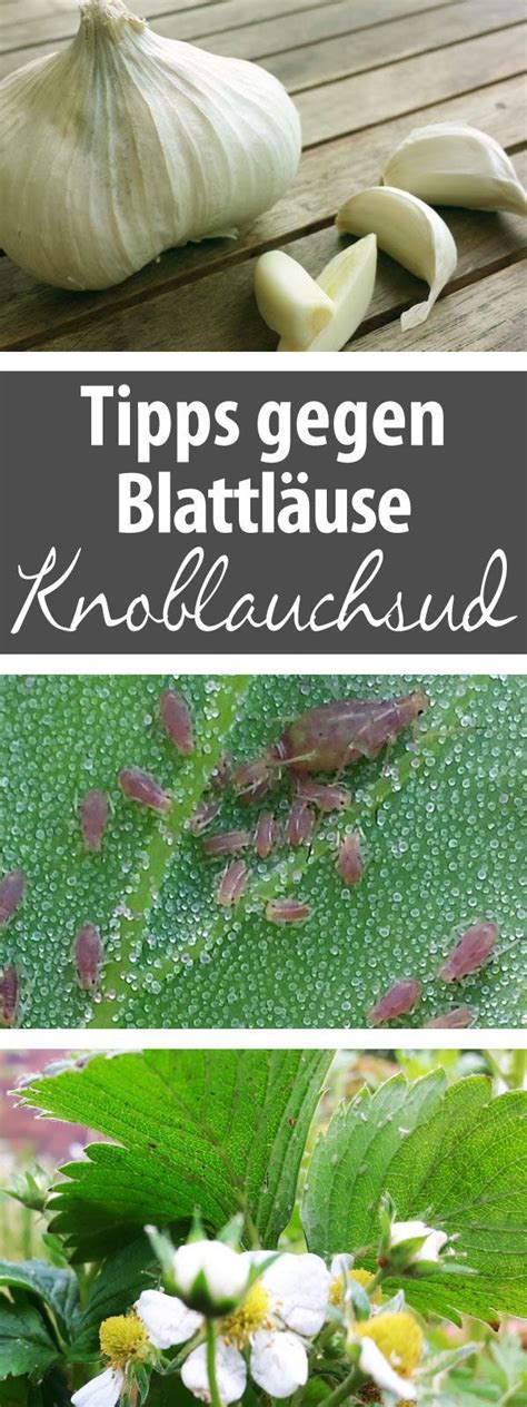 Das Hilft Knoblauchsud Gegen Blattl Use Selbst Herstellen Gr Neliebe