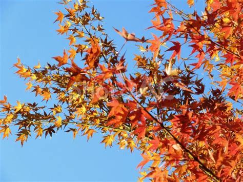 紅葉のイロハモミジ1神奈川県横浜市内 No 26418830｜写真素材なら「写真ac」無料（フリー）ダウンロードok