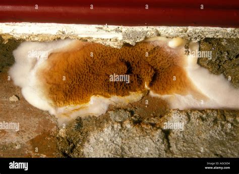 Dry Rot Fungus Fruiting Body Hi Res Stock Photography And Images Alamy