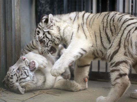 取っ組み合うホワイトタイガーの赤ちゃん 動物園放浪記