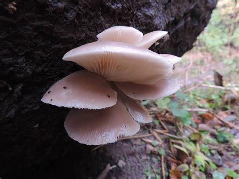 3 New Reasons To Consume Medicinal Mushrooms Wild Foodism