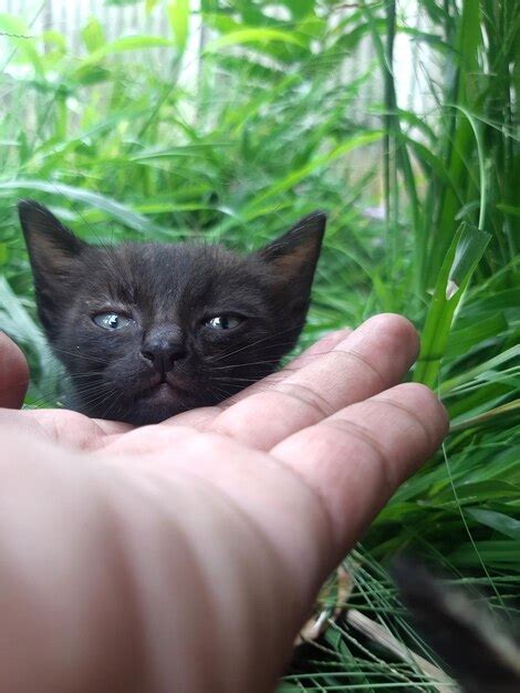 Premium Photo | Babycat