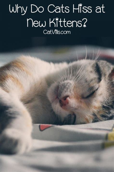 Cat is Hissing at New Kitten: 5 Reasons Why Cats Do It