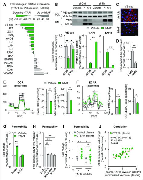 Thrombin Activatable Fibrinolysis Inhibitor TAFI Induces Pulmonary