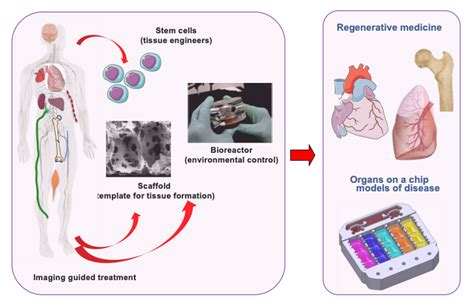 Cell And Tissue Engineering