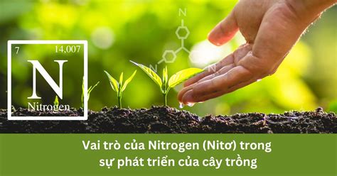 Nitơ Vai Trò Của Nitrogen Nitơ Trong Sự Phát Triển Của Cây Trồng