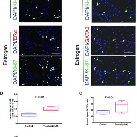 Expression of ERα in the cultured primary mammary epithelial cells A