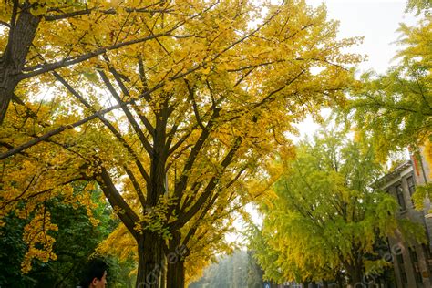 Background Foto Musim Gugur Di Universitas Tsinghua Universitas