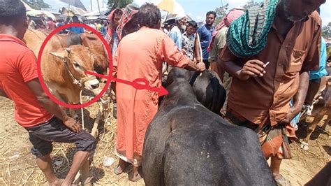 গাবতলী হাট কাঁপাচ্ছে আসমত ভাইয়ের রশি বিহীন সবচেয়ে বড় গরু জলহস্তী দাম