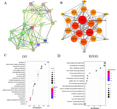 MME Related Gene Enrichment Analysis A The Top 20 Available