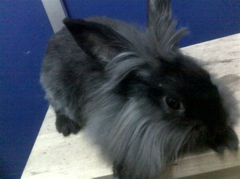 ChinChinFarm: Lionhead Rabbit