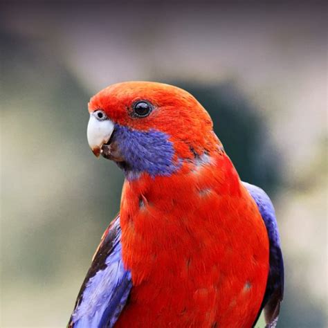 Crimson Rosella Personality, Food & Care – Pet Birds by Lafeber Co.