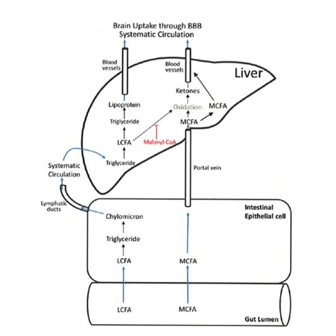 Mct Absorption And Metabolism Lcfa Long Chain Fatty Acids Mcfa