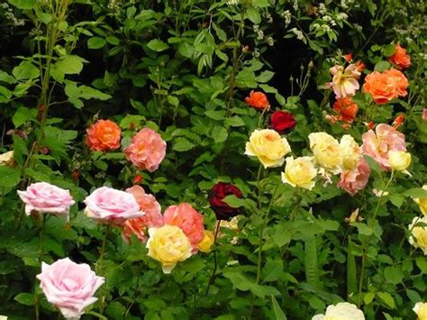 Conoce los tres grandes grupos de rosales Jardín de rosas Jardin con