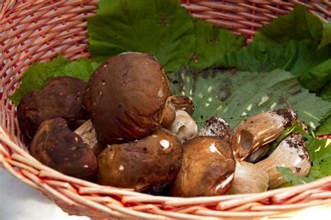 Ristoranti Dove Mangiare I Funghi Dal Nord Al Sud Dell Italia