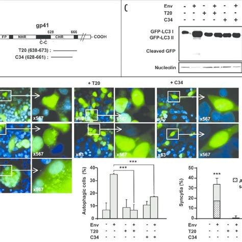 Blockade Of Env Mediated Autophagy In Hek Cd Cxcr Cells By The