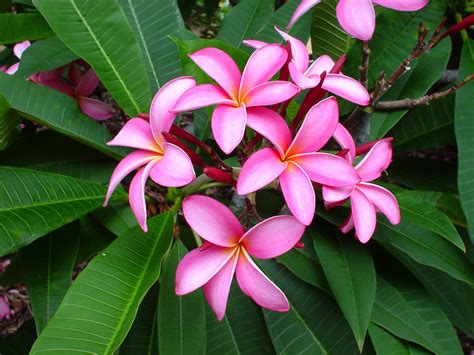 Wallpaper Plumeria Pink Leaves Softness 1600x1200 Wallpaperup