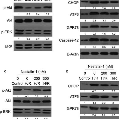 Nesfatin1 Activates Akt ERK Pathway And Attenuates ER Stress AB