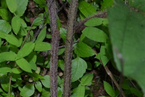 Argyreia – eFlora of India