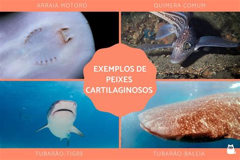 Peixes Cartilaginosos Caracter Sticas Nomes E Exemplos