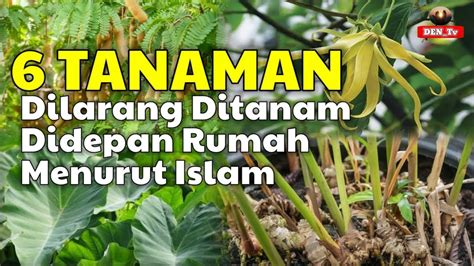 HATI HATI Inilah 6 Tanaman Yang Dilarang Ditanam Didepan Rumah