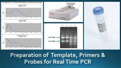 Guidelines For Preparation And Handling Of Template Primers And Probes For