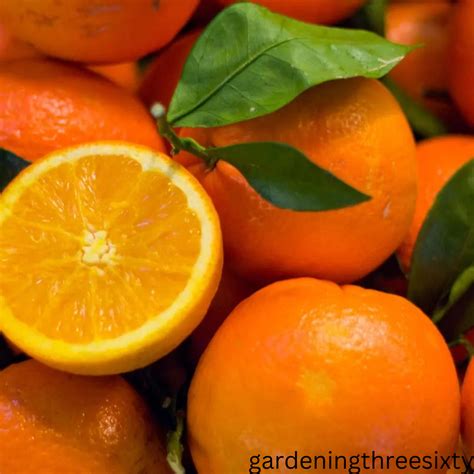 How To Grow An Orange Tree From An Orange Seed Selection And Bonus Tips