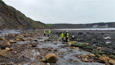 Whitby Mudstone Formation – UK Fossil Collecting