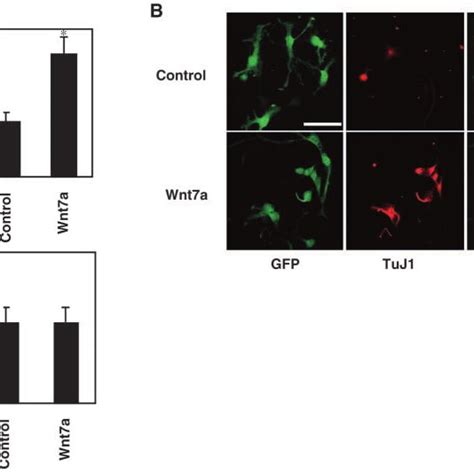 Ectopic Expression Of Wnt A Promotes Neuronal Differentiation In