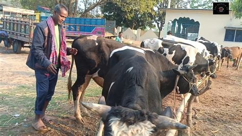 ২৪৩২০২৪ চট্টগ্রামের মাংস ব্যবসায়ী কত টাকা মন দরে মাংসের বড় বড় গরু কিনলেন দিনাজপুর