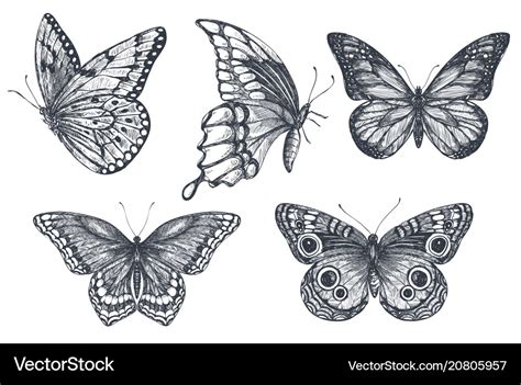 Set Of Beautiful Hand Drawn Butterflies Royalty Free Vector