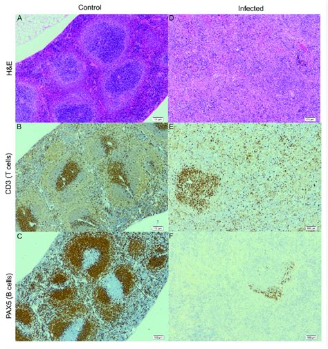 Histology Of The Infected And Control Spleen Three Stains Hande Cd3 [t Download Scientific