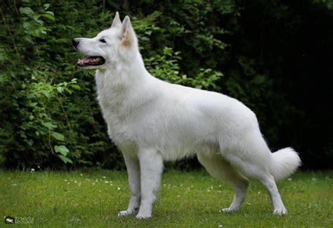 Gsd Coat Colors