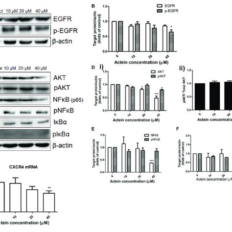 Actein Inhibited Cell Migration In Mda Mb 231 And Mcf 7 Cells A