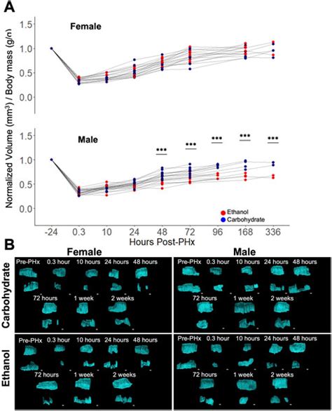 Frontiers Longitudinal Ultrasound Imaging And Network Modeling In