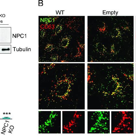 Validation Of Crispr Ko Npc Cells A Immunoblot Of Npc And Tubulin