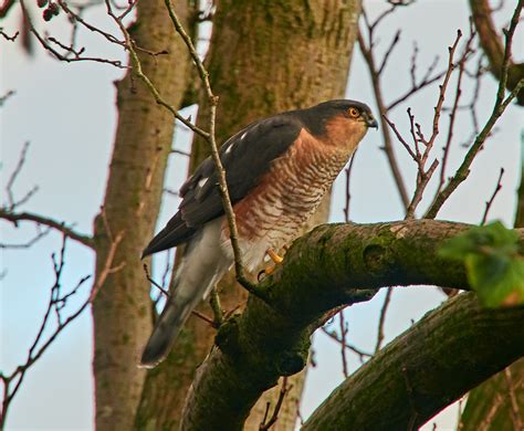 Sparrowhawk In My Garden Olwyn Mcewen Flickr